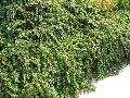 Little Gem Cotoneaster